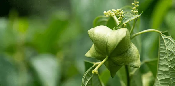 印加果綠色果實