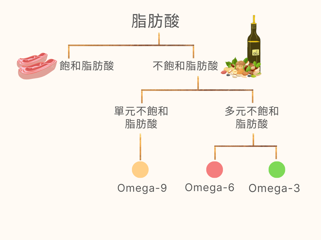 脂肪酸分類圖：飽和脂肪酸與不飽和脂肪酸，多元不飽和脂肪酸再分為Omega-9、Omega-6、Omega-3